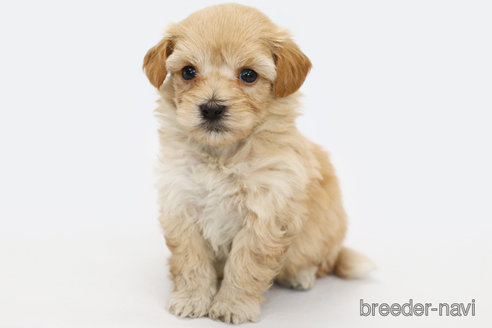 成約済の神奈川県のマルプー:マルチーズ×トイプードル-312294の2枚目